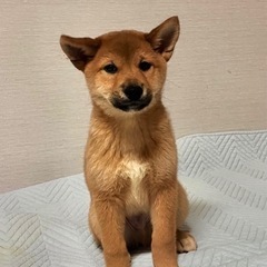 🐕3ヶ月保護犬里親さん募集‼️