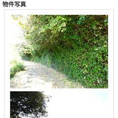 竹、林の木　いつでも好きなだけどうぞ。