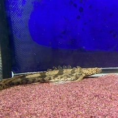 カミハタエンドリ