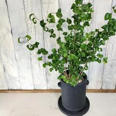 ベンャミン バロック　観葉植物