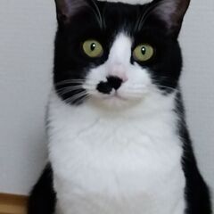 里親募集■ハチワレ★丸顔★ふわふわ毛並