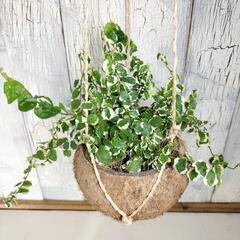 【観葉植物】プミラ　の画像