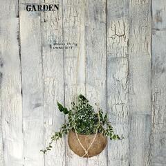 【観葉植物】プミラ　の画像