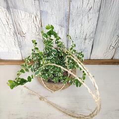 【観葉植物】プミラ　の画像