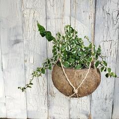 【観葉植物】プミラ　