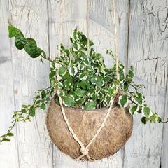 【観葉植物】プミラ　の画像