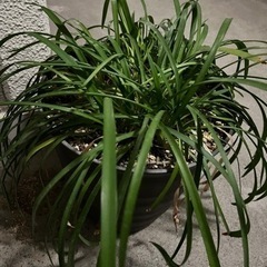 アガパンサスの画像