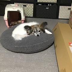里親決定ありがとうございました！