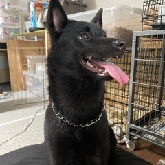 甲斐犬