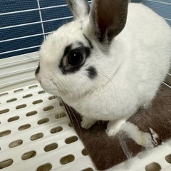 メスの７ヶ月のうさちゃんです