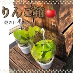 りんご箱10箱買っていただける方！の画像