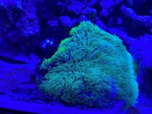 スターポリプ　ツートン