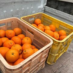 興居島産伊予柑B品4個250円