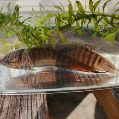 琉球闘魚1匹400円の画像