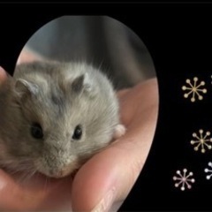🐹ハムスター♂