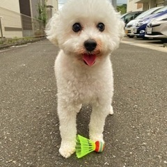 決まりました。甘えん坊なトイプードル