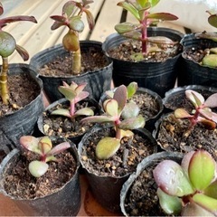 多肉植物！クラッスラ・ポルツラケア　苗　たくさんあります♪ 観葉植物