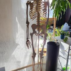人体模型