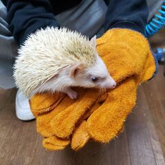 不定期・短時間・猫のお世話と小動物のお世話//空いた時間にの画像