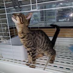 不定期・短時間・猫のお世話と小動物のお世話//空いた時間にの画像