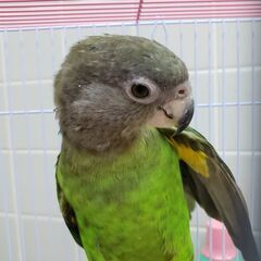 不定期・短時間・猫のお世話と小動物のお世話//空いた時間にの画像