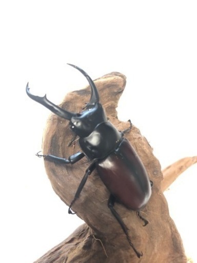 ドンキエル コクワガタ原名亜種ペアⅣ