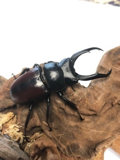 ドンキエル コクワガタ原名亜種ペアⅤ