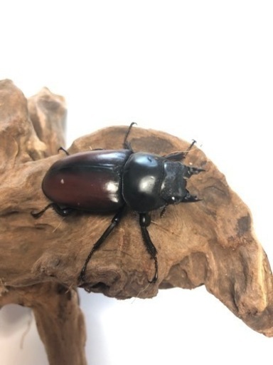 ドンキエル コクワガタ原名亜種ペアⅤ