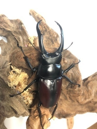 ドンキエル コクワガタ原名亜種ペアⅥ