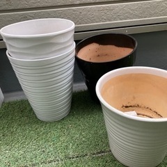 胡蝶蘭が入っていた鉢の画像