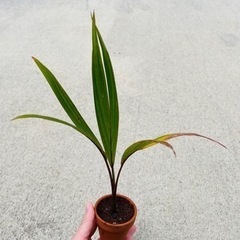 トックリヤシ