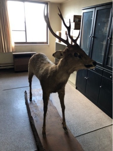 鹿の剥製