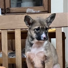 🐕3ヶ月の女の子保護犬里親さん募集‼️