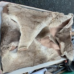 本革　革　新品　カンガルー