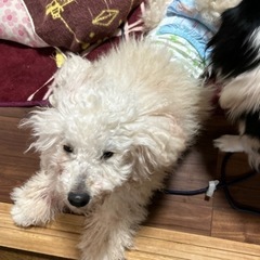 家族にしてあげてください　お願いいたします