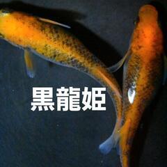 メダカ　黒龍姫めだか　⚠️商品説明を必ずお読み下さい⚠️