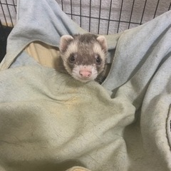 ぐっち【マーシャルフェレット】