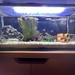 熱帯魚&一式セット