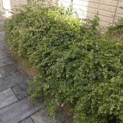 植栽の抜根伐採、雑草除去、大木の枝落としなら 【植栽伐採ヘルプ 千葉支店】 - 剪定/造園