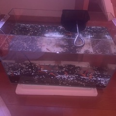 60センチ水槽
