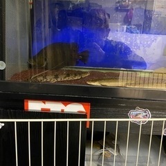 エンドリケリー、　ラプラティの画像