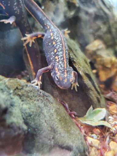 【本日締め切り】オキナワシリケンイモリ1歳 10匹 餌やり教育済み