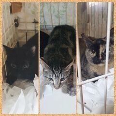 私達を助けて！🆘黒/キジ/サビ3姉妹、他