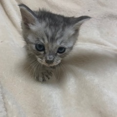 この子の兄弟をまだまだ里親募集してます
