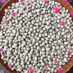 岡山県産ムクナ豆焙煎微細パウダー100gムクナ豆茶100gの画像