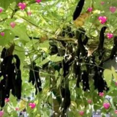岡山県産ムクナ豆焙煎微細パウダー100gムクナ豆茶100gの画像