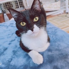 里親様を探しています✨（譲渡費用なし）