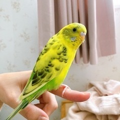 セキセイインコ噛み癖あります