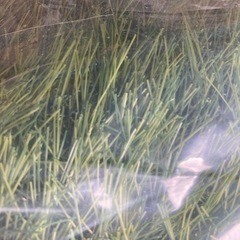 人工芝　1m×10m  夏色グリーン