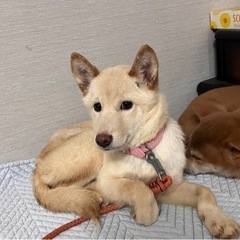 🐕保護犬4ヶ月女の子里親さん募集❗️